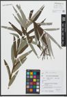 Foto von Salix viminalis L.